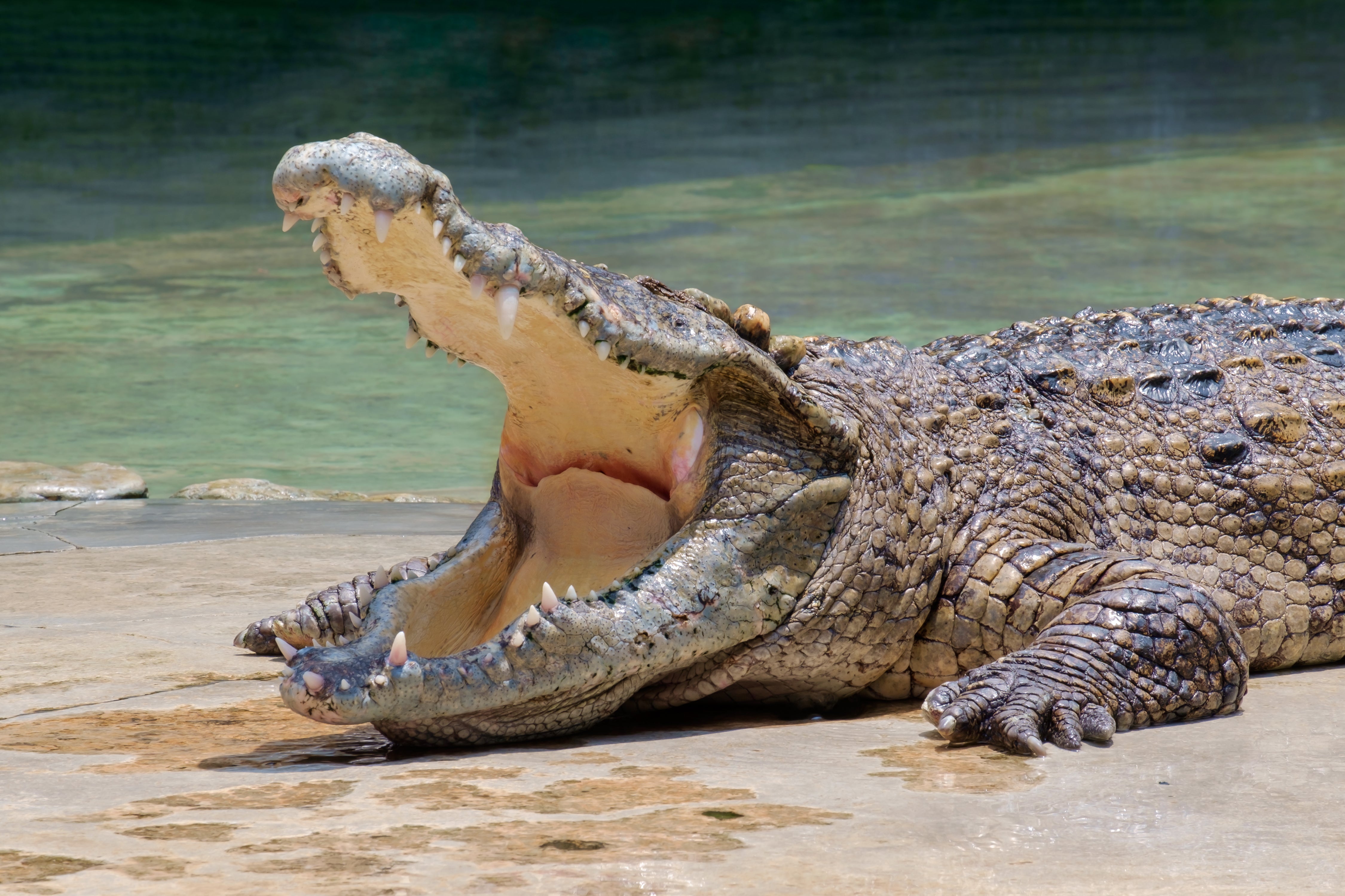 Crocodile Tour