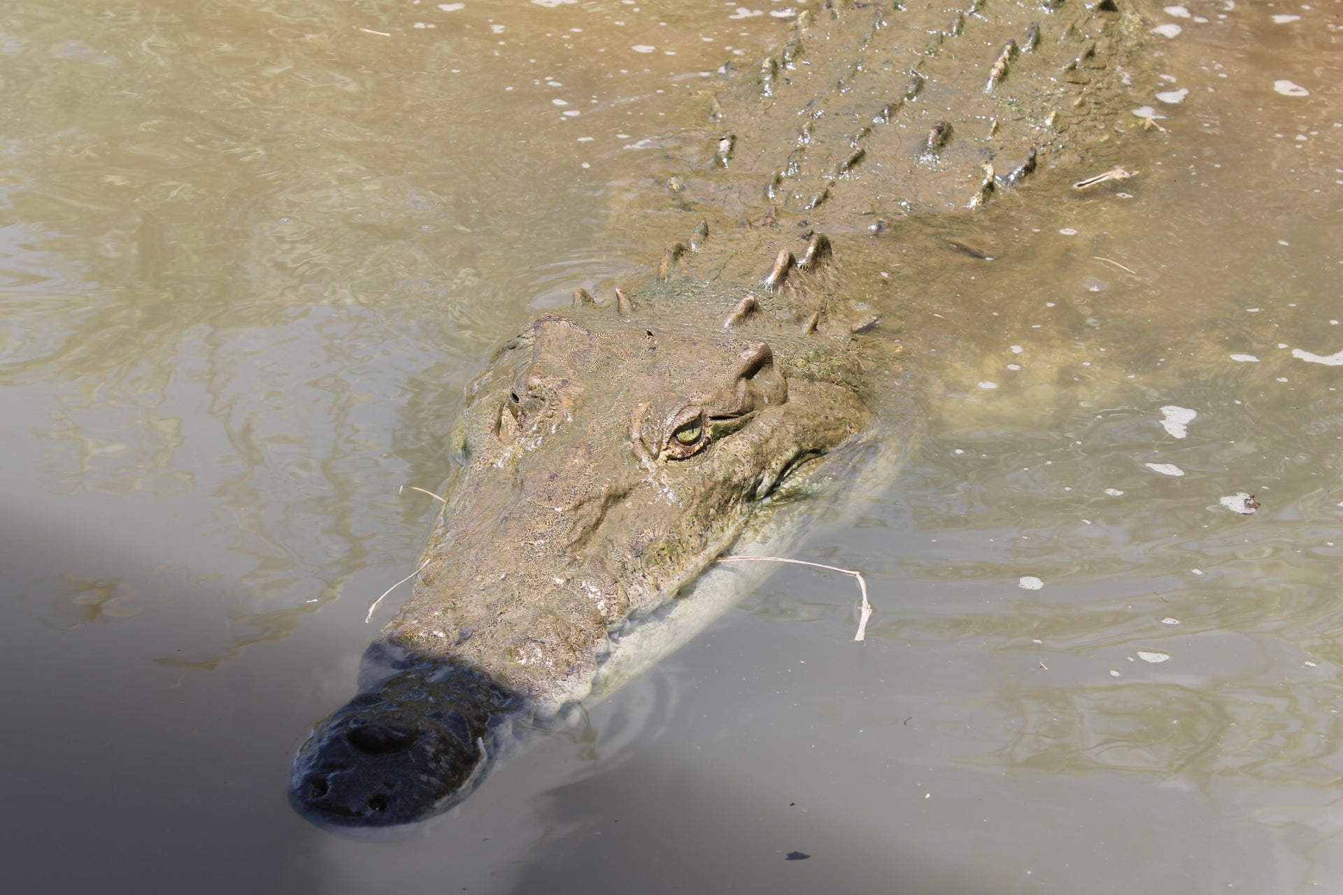 Crocodile Tour