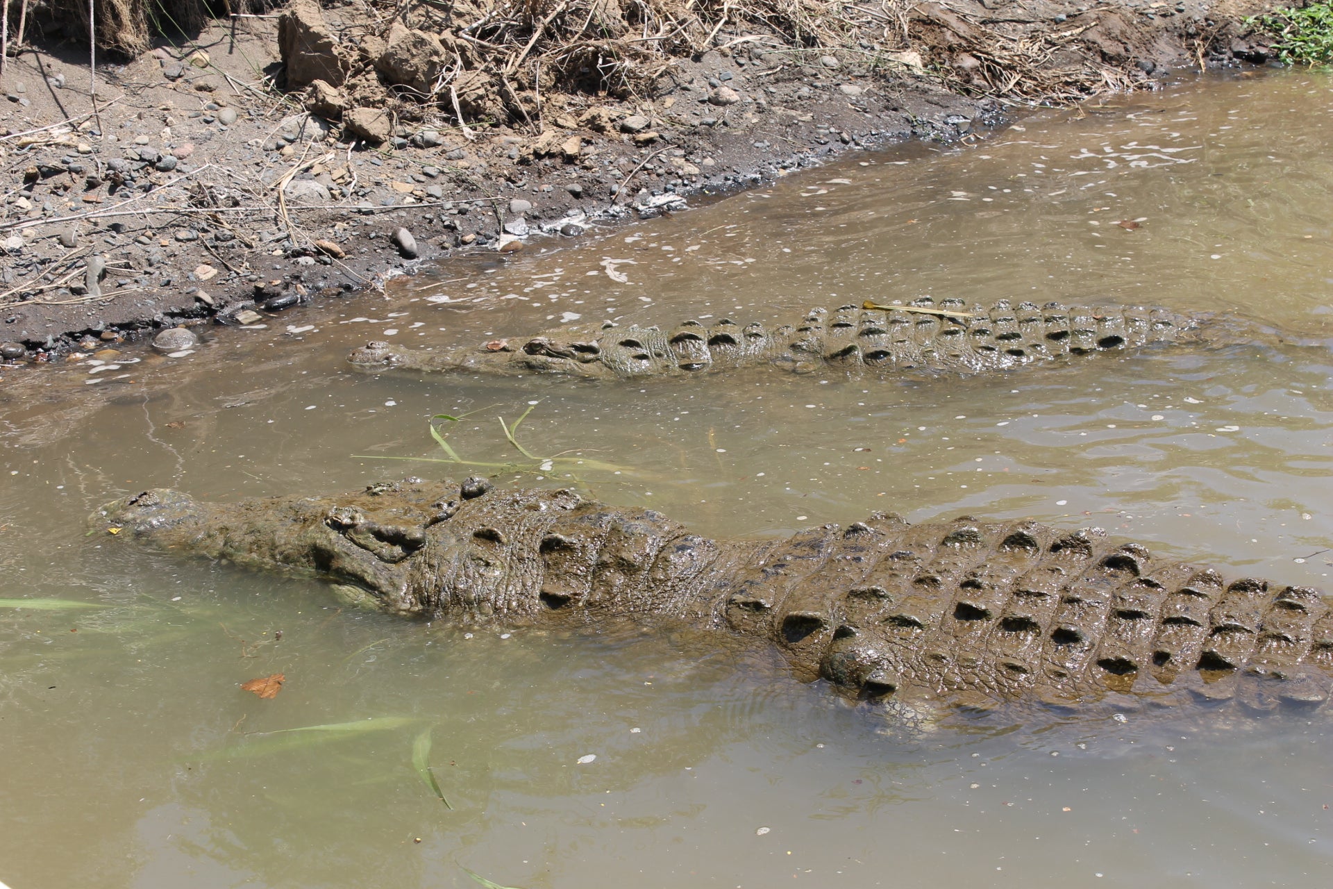 Crocodile Tour