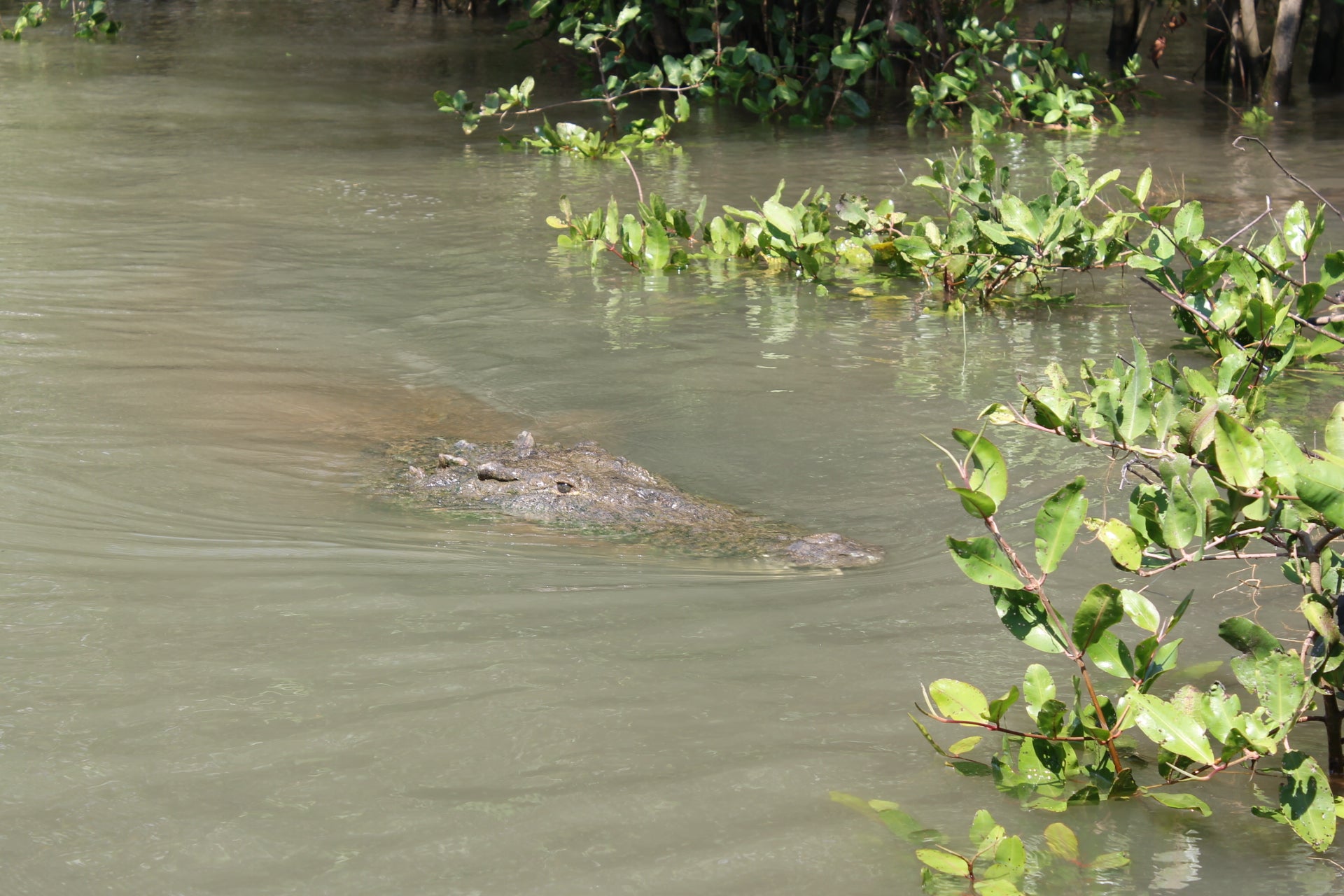 Crocodile Tour