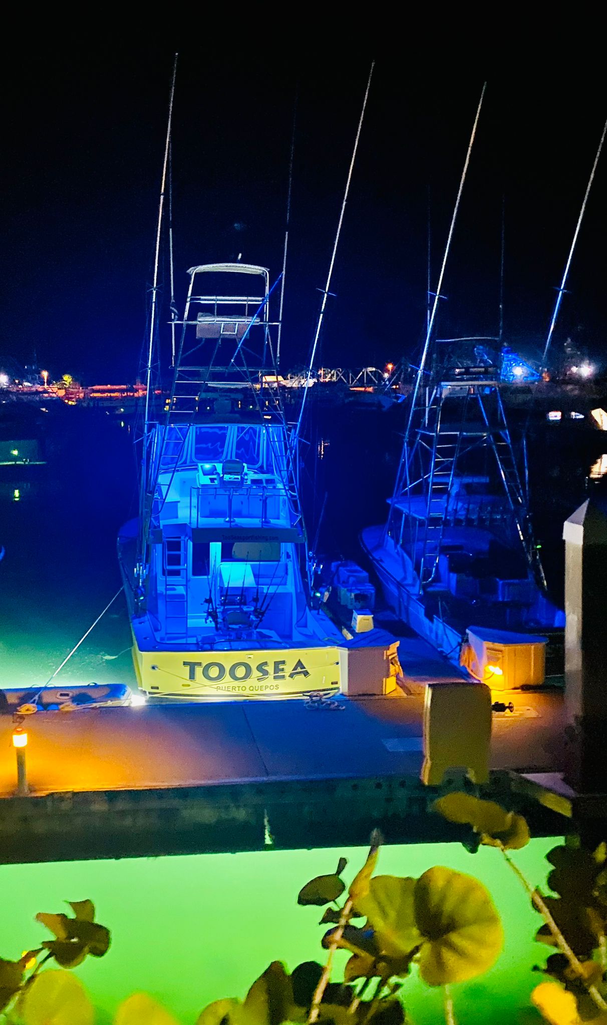 Toosea