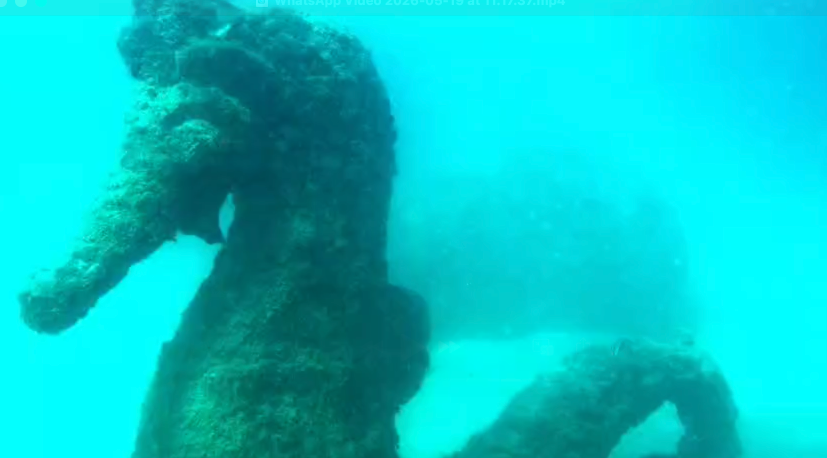 Snorkeling