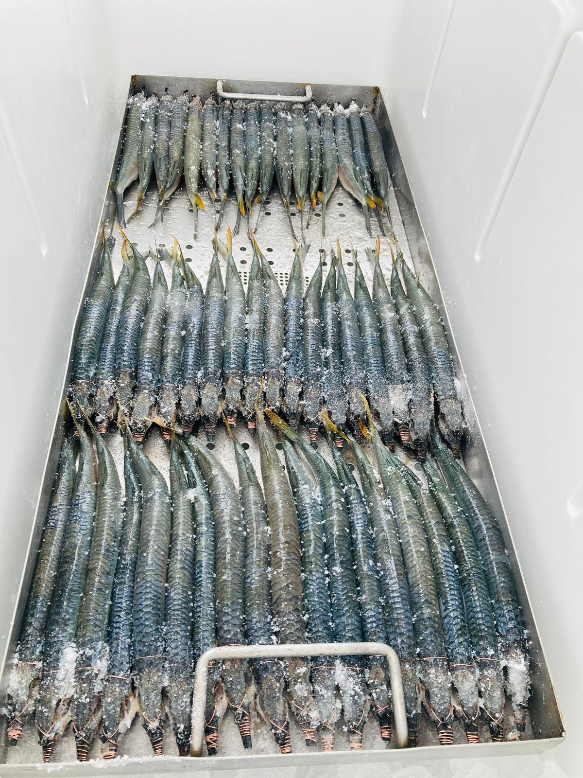 52' Fishing Charter