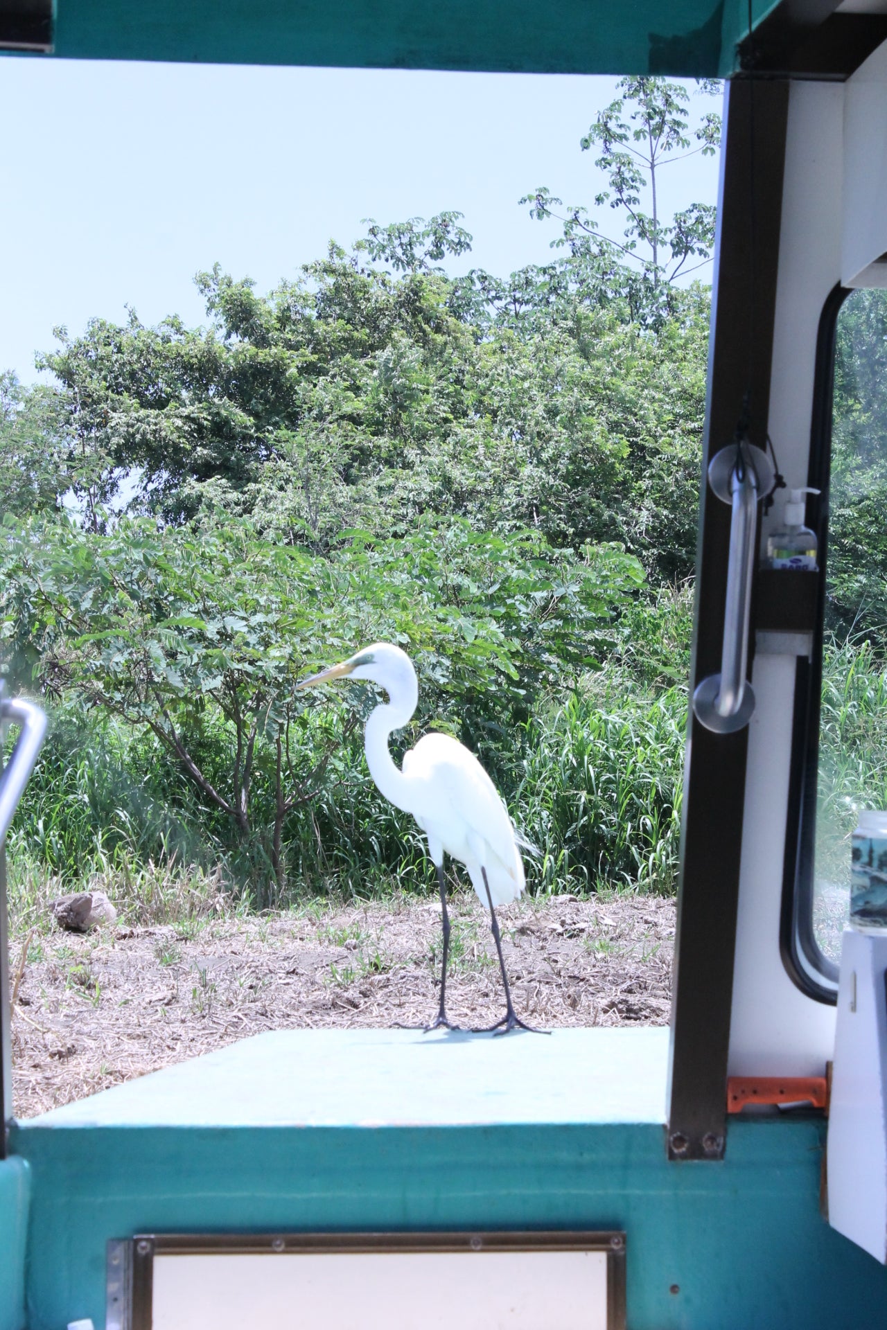 Crocodile Tour