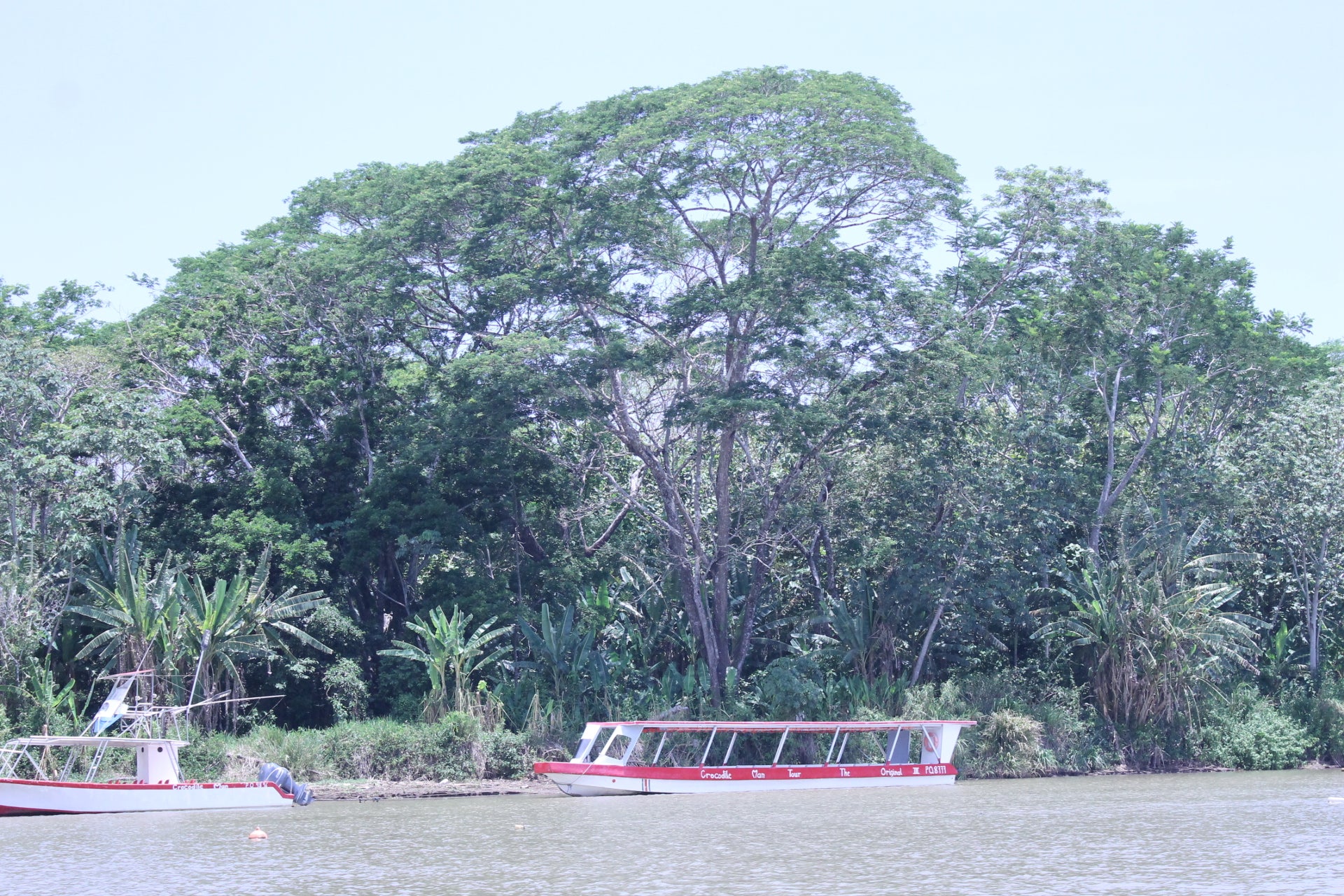 Crocodile Tour