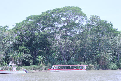 Crocodile Tour
