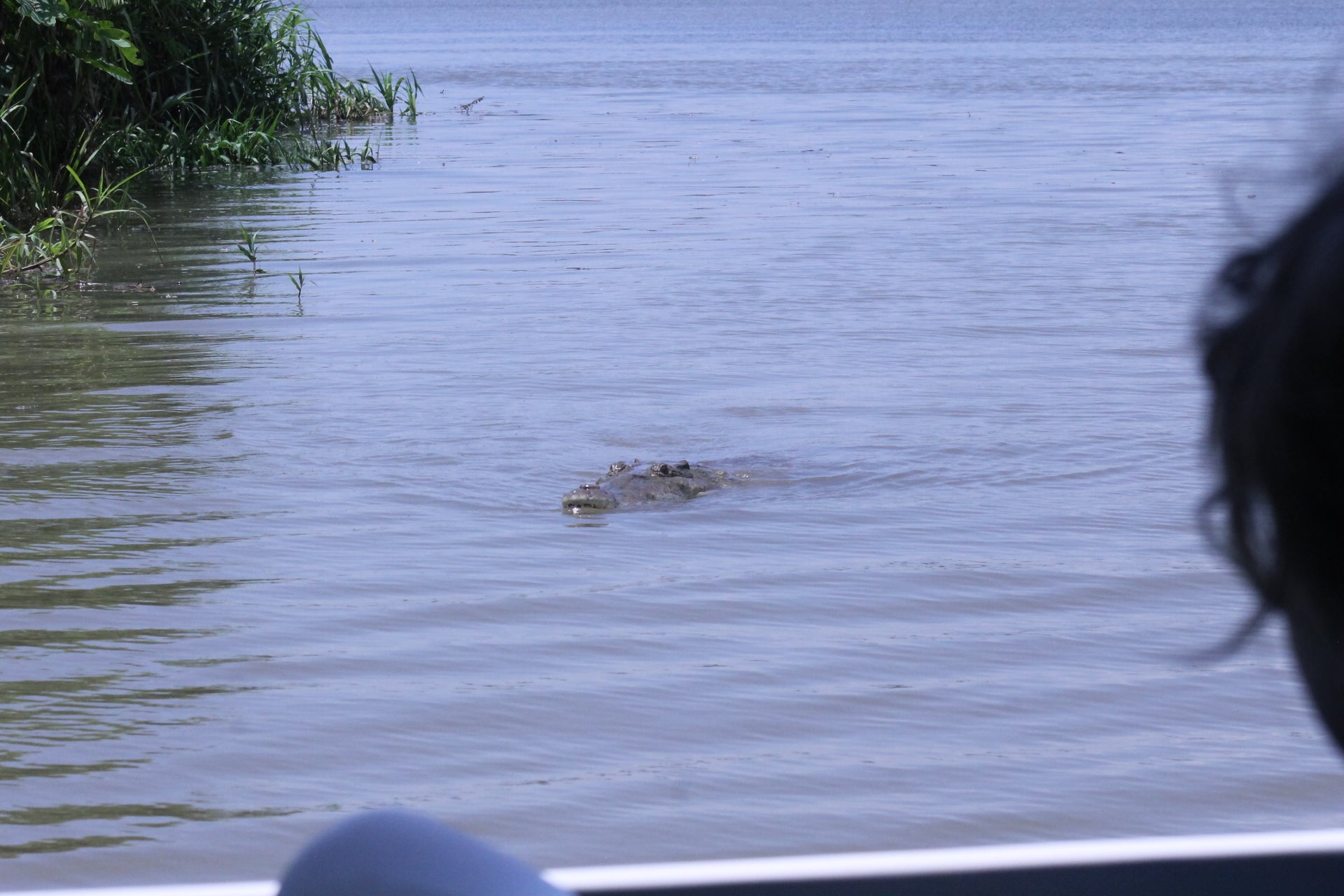 Crocodile Tour