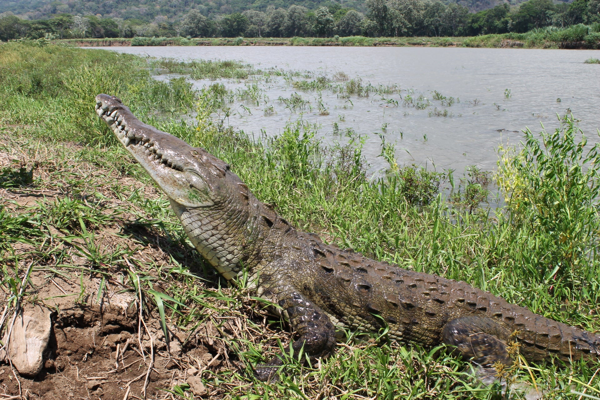 Crocodile Tour