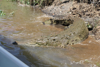 Crocodile Tour