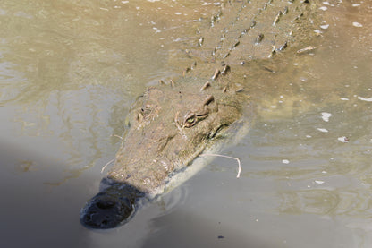 Crocodile Tour