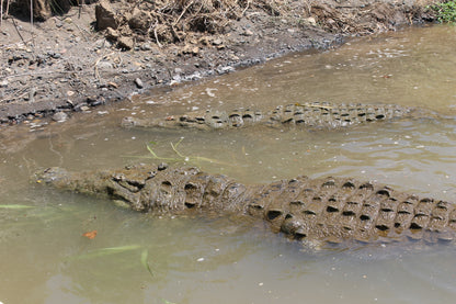 Crocodile Tour