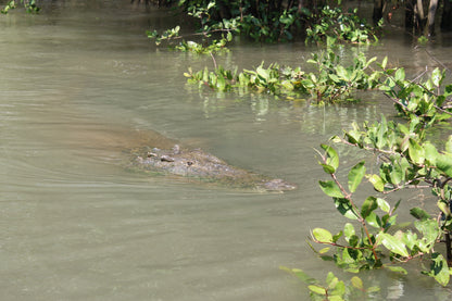 Crocodile Tour