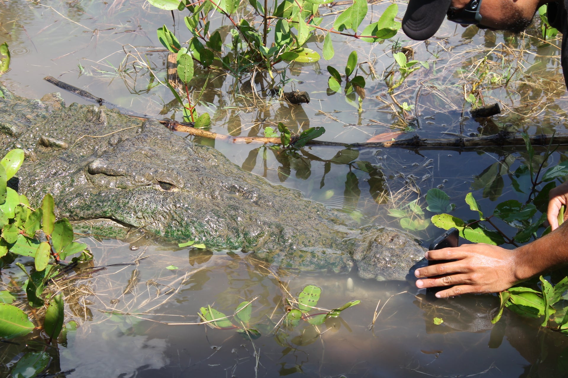 Crocodile Tour