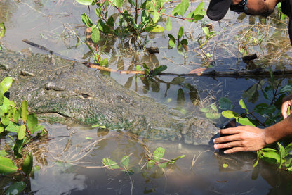 Crocodile Tour