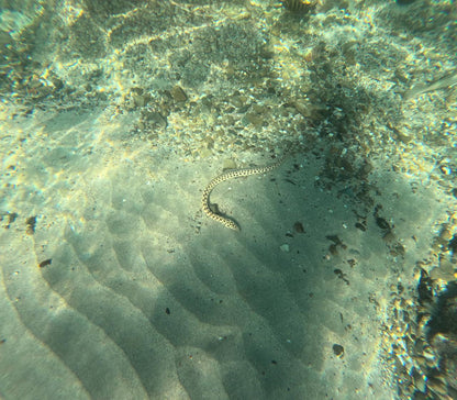 Snorkeling